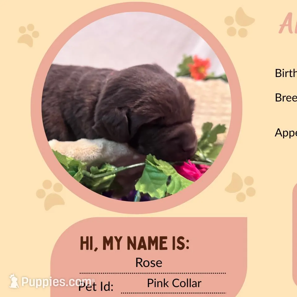 AKC Rose, a female Labrador Retriever for sale in Niangua, MO – Photo 1 of 1