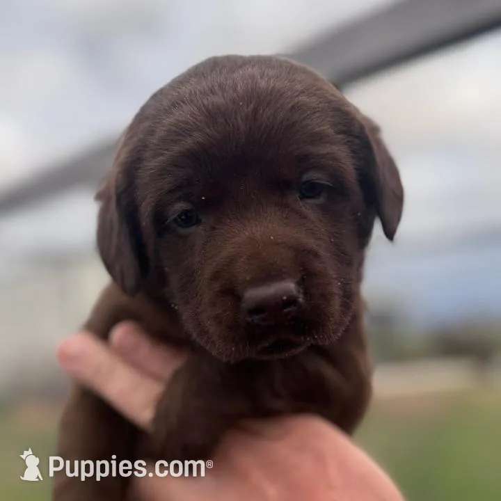 AKC Rose – Labrador Retriever puppy for sale in Niangua, MO