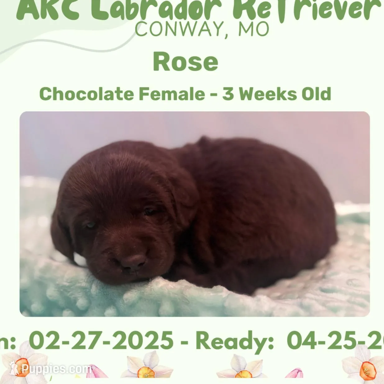 AKC Rose – Labrador Retriever puppy for sale in Niangua, MO