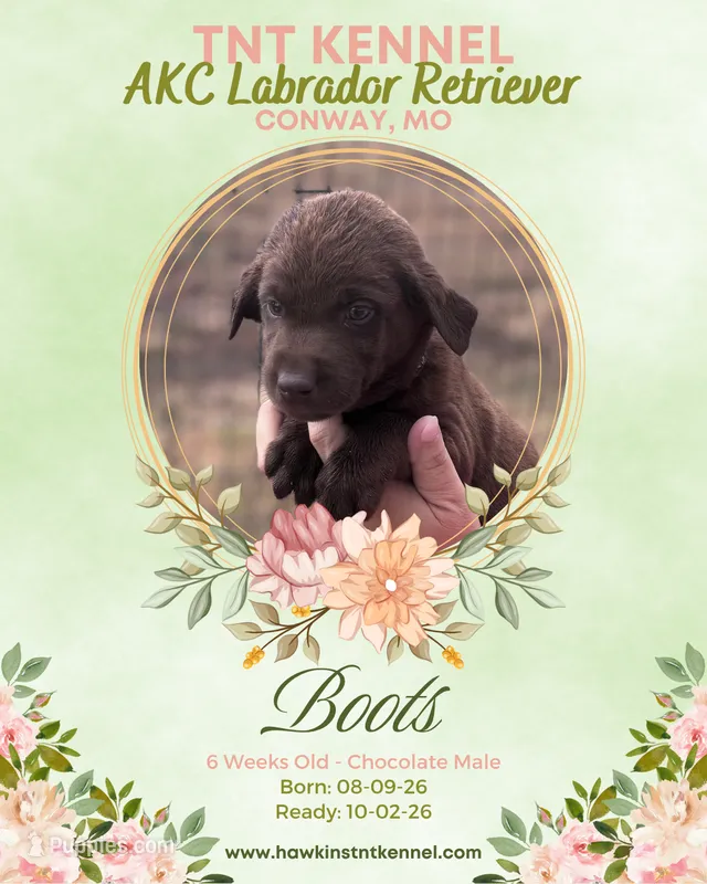 Boots AKC – Labrador Retriever puppy for sale in Niangua, MO