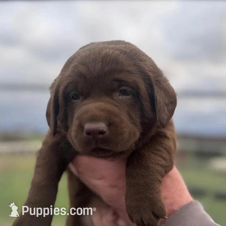 AKC Magnolia – Labrador Retriever puppy for sale in Niangua, MO