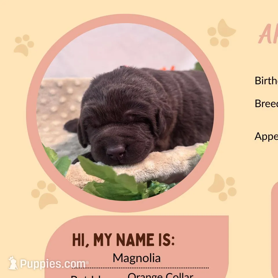 AKC Magnolia, a female Labrador Retriever for sale in Niangua, MO – Photo 2 of 2