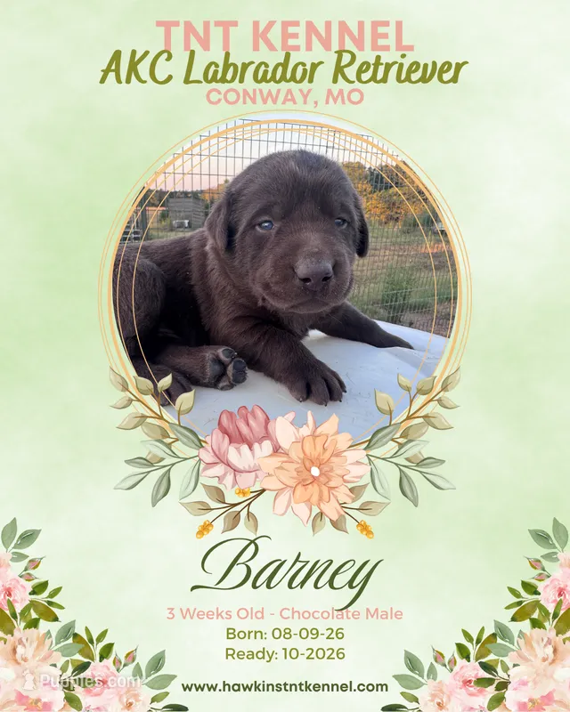 Barney AKC – Labrador Retriever puppy for sale in Niangua, MO