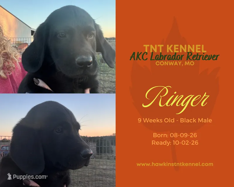 Ringer AKC – Labrador Retriever puppy for sale in Niangua, MO