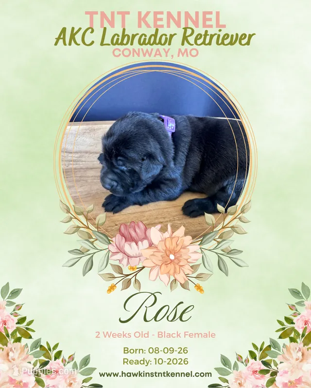 Rose AKC – Labrador Retriever puppy for sale in Niangua, MO