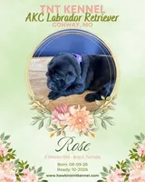 Rose AKC, a female Labrador Retriever for sale in Niangua, MO – 1 of 1