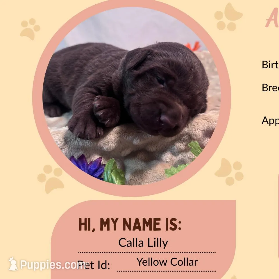 AKC Calla Lilly, a female Labrador Retriever for sale in Niangua, MO – Photo 1 of 1