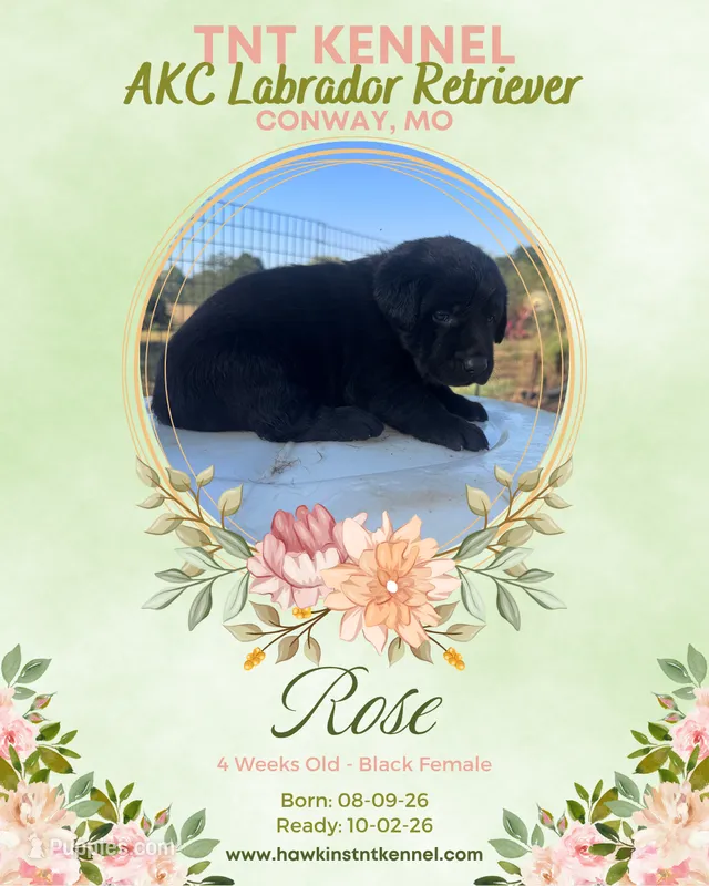 Rose AKC – Labrador Retriever puppy for sale in Niangua, MO