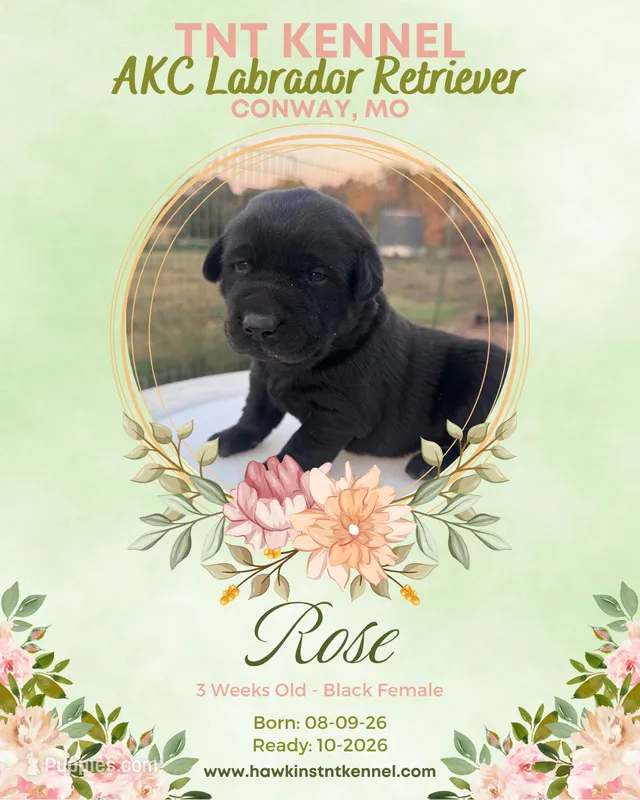 Rose AKC – Labrador Retriever puppy for sale in Niangua, MO