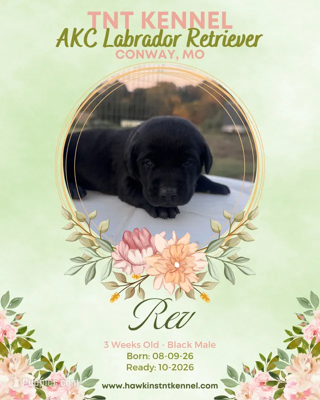 Rev AKC – Labrador Retriever puppy for sale in Niangua, MO