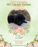 Rev AKC, a male Labrador Retriever for sale in Niangua, MO – 4 of 5