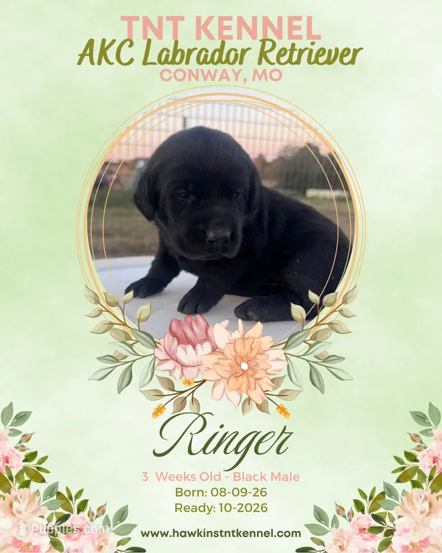 Ringer AKC – Labrador Retriever puppy for sale in Niangua, MO