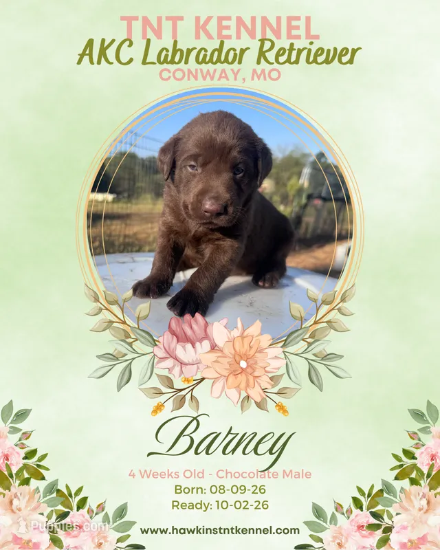 Barney AKC – Labrador Retriever puppy for sale in Niangua, MO