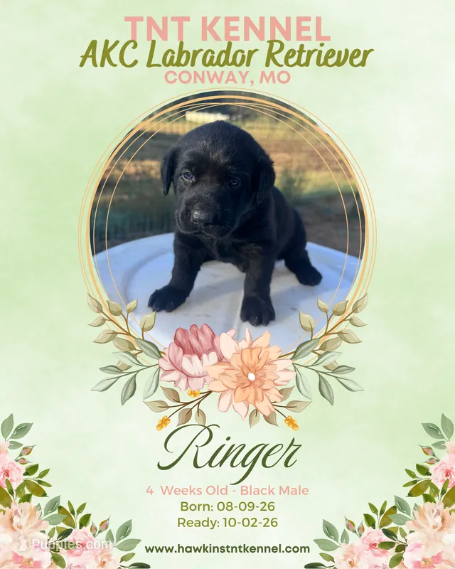 Ringer AKC – Labrador Retriever puppy for sale in Niangua, MO