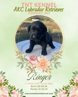 Ringer AKC, a male Labrador Retriever for sale in Niangua, MO – 4 of 6