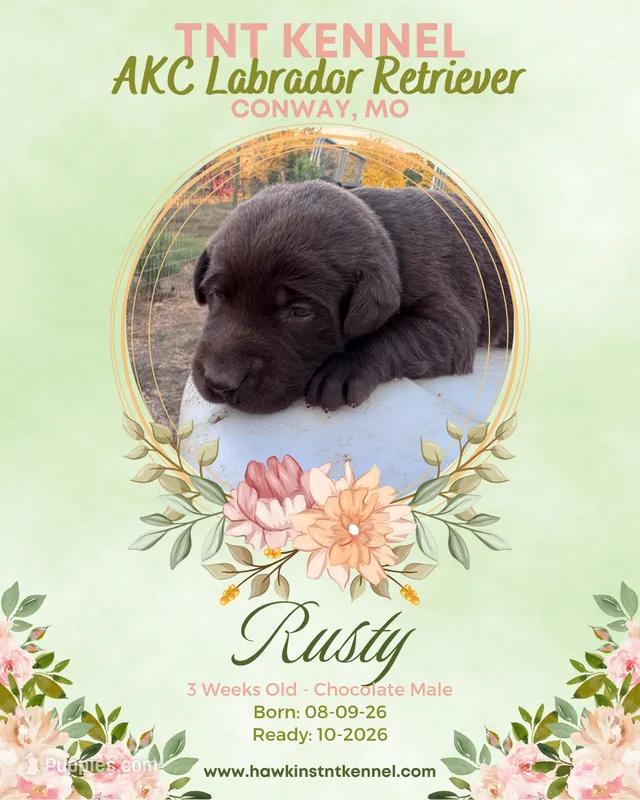 Rusty AKC – Labrador Retriever puppy for sale in Niangua, MO