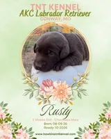 Rusty AKC, a male Labrador Retriever for sale in Niangua, MO – 4 of 5