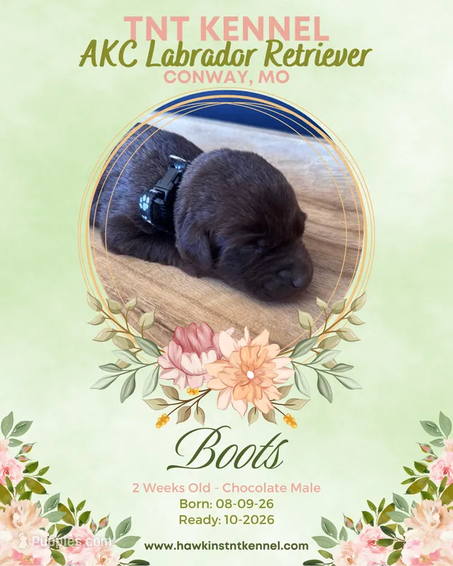 Boots AKC – Labrador Retriever puppy for sale in Niangua, MO