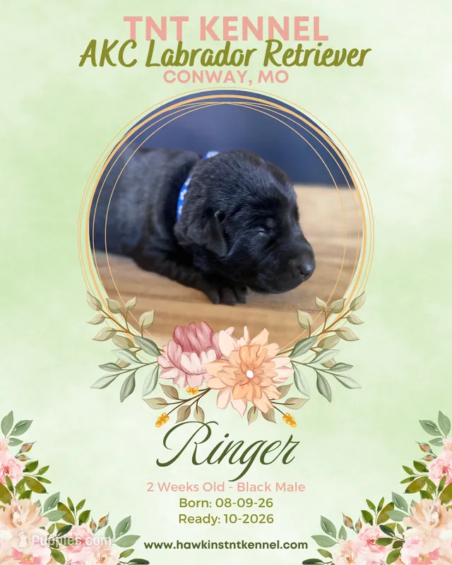 Ringer AKC – Labrador Retriever puppy for sale in Niangua, MO