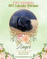 Ringer AKC, a male Labrador Retriever for sale in Niangua, MO – 1 of 1