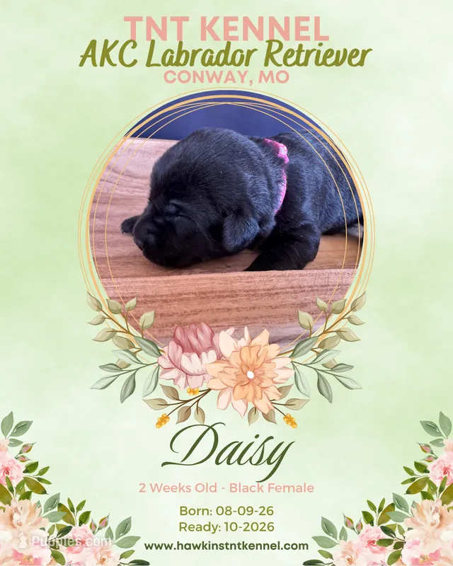 Daisy AKC – Labrador Retriever puppy for sale in Niangua, MO