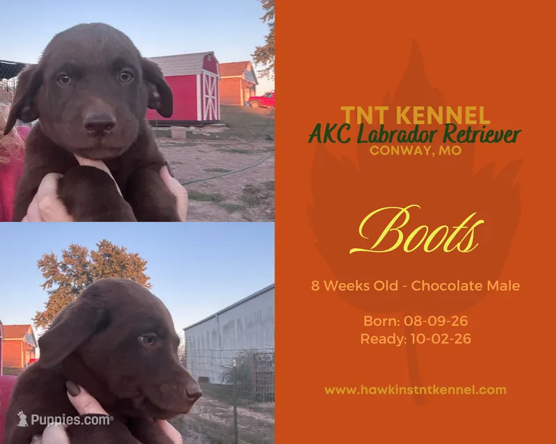 Boots AKC – Labrador Retriever puppy for sale in Niangua, MO