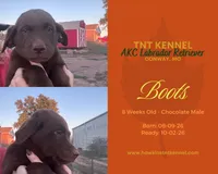 Boots AKC, a male Labrador Retriever for sale in Niangua, MO – 1 of 6