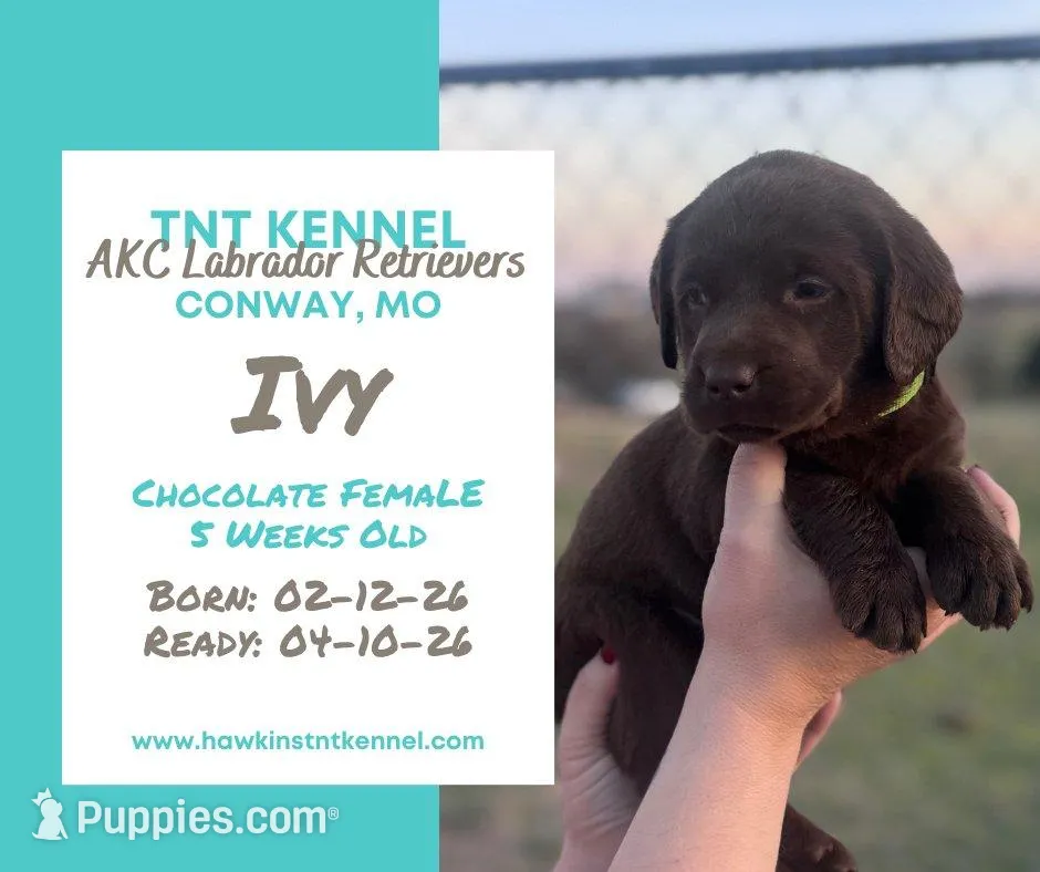 AKC Ivy – Labrador Retriever puppy for sale in Niangua, MO