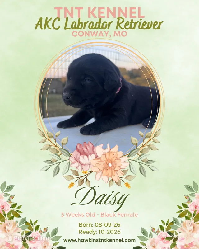 Daisy AKC – Labrador Retriever puppy for sale in Niangua, MO