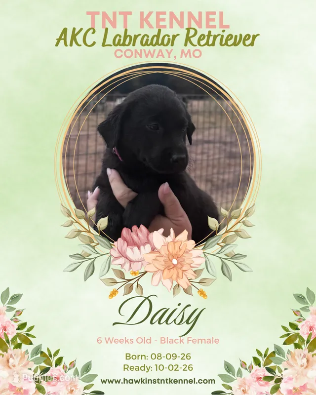 Daisy AKC – Labrador Retriever puppy for sale in Niangua, MO