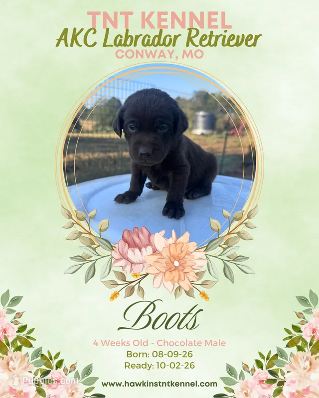 Boots AKC – Labrador Retriever puppy for sale in Niangua, MO