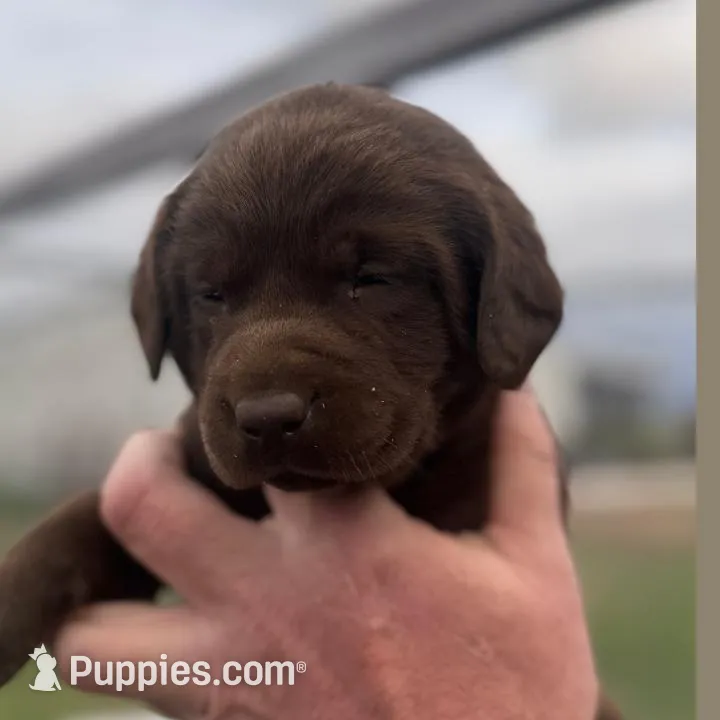 AKC Ivy – Labrador Retriever puppy for sale in Niangua, MO