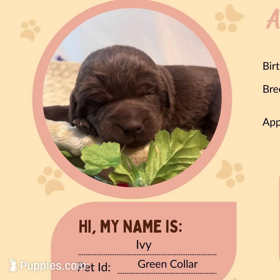 AKC Ivy, a female Labrador Retriever for sale in Niangua, MO – Photo 1 of 1