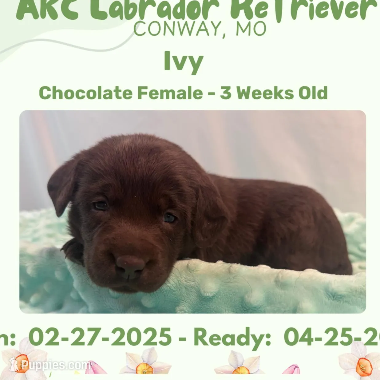 AKC Ivy – Labrador Retriever puppy for sale in Niangua, MO