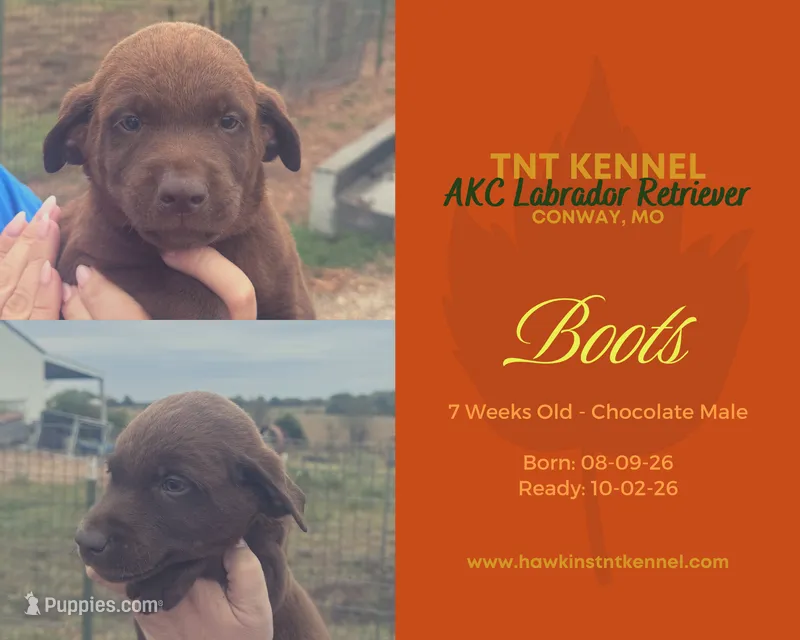 Boots AKC – Labrador Retriever puppy for sale in Niangua, MO