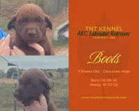 Boots AKC, a male Labrador Retriever for sale in Niangua, MO – 2 of 6