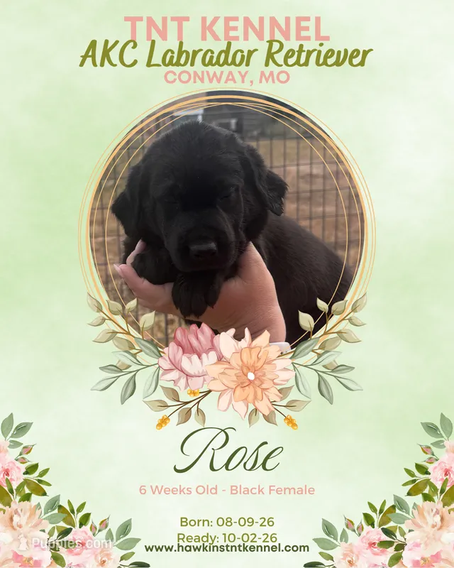 Rose AKC – Labrador Retriever puppy on hold in Niangua, MO