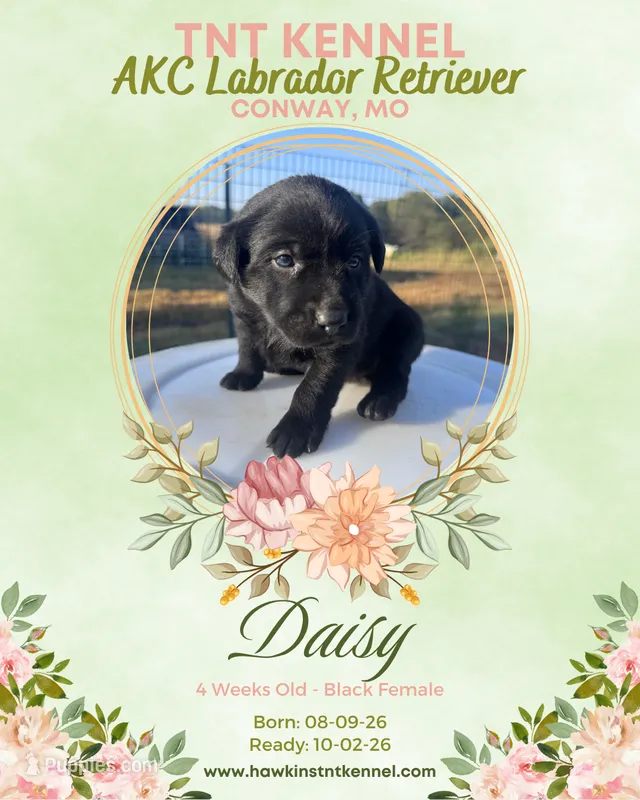 Daisy AKC – Labrador Retriever puppy for sale in Niangua, MO