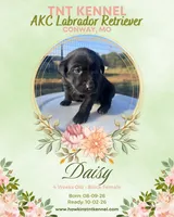 Daisy AKC, a female Labrador Retriever for sale in Niangua, MO – 2 of 4