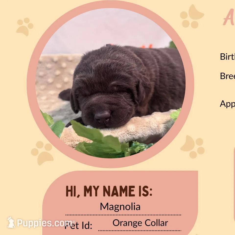 AKC Magnolia, a female Labrador Retriever for sale in Niangua, MO – Photo 1 of 1