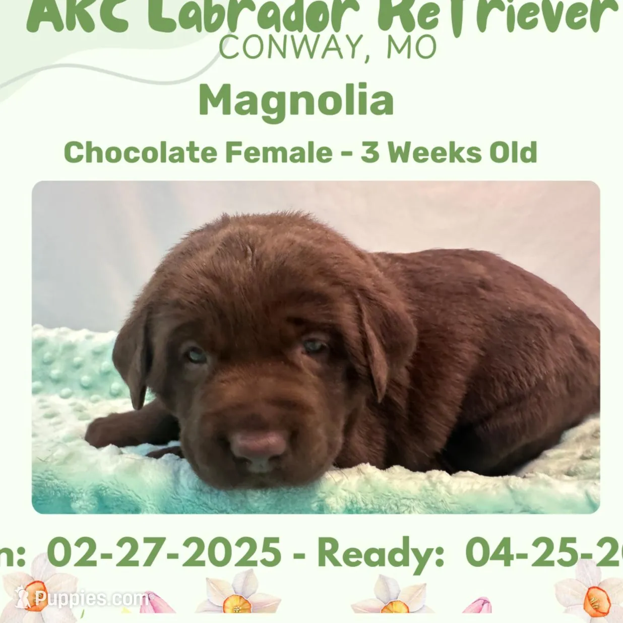 AKC Magnolia – Labrador Retriever puppy for sale in Niangua, MO
