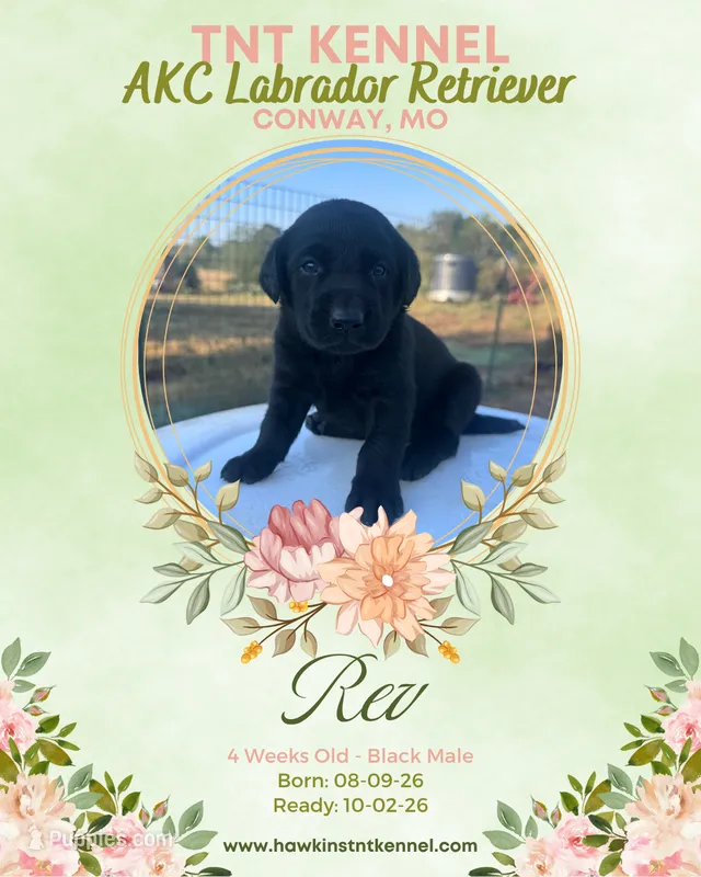 Rev AKC – Labrador Retriever puppy for sale in Niangua, MO