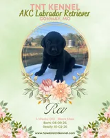 Rev AKC, a male Labrador Retriever for sale in Niangua, MO – 3 of 5