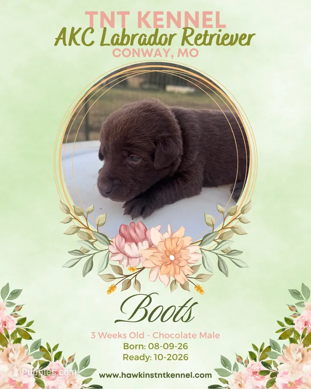 Boots AKC – Labrador Retriever puppy for sale in Niangua, MO