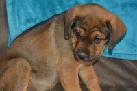 Miss Pink (Pinkie Tuscadero), a female Rottweiler and English Mastiff for sale in Bedford, VA – 6 of 9