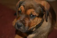 Miss Pink (Pinkie Tuscadero), a female Rottweiler and English Mastiff for sale in Bedford, VA – 2 of 9