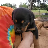 Mr Black, a male Rottweiler and English Mastiff for sale in Bedford, VA – Photo 3 of 5