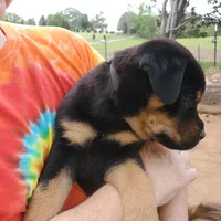 Mr Black, a male Rottweiler and English Mastiff for sale in Bedford, VA – Photo 4 of 5