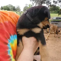 Mr Black, a male Rottweiler and English Mastiff for sale in Bedford, VA – Photo 2 of 5