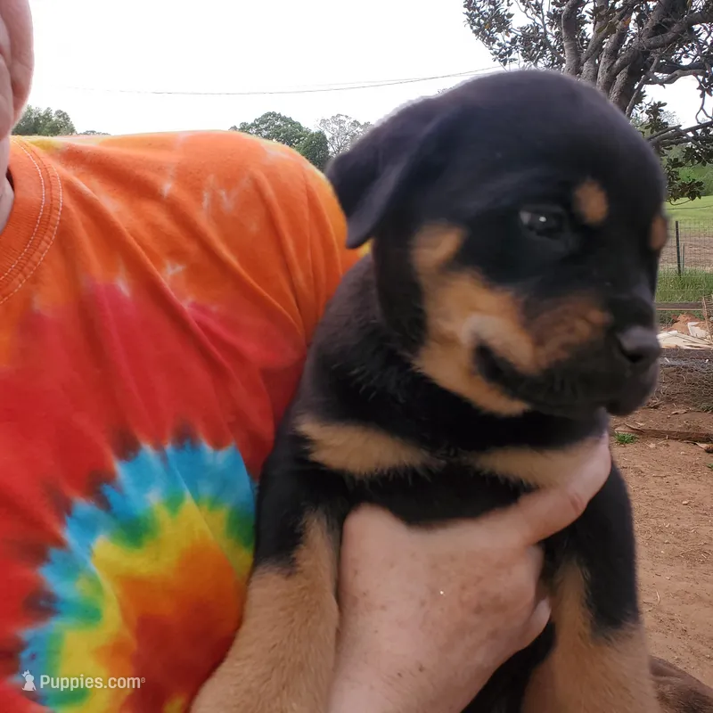 Mr Black – Rottweiler, English Mastiff puppy for sale in Bedford, VA